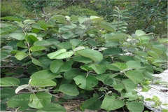 Rivea ornata